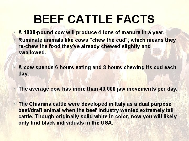 BEEF CATTLE FACTS • A 1000 -pound cow will produce 4 tons of manure BEEF CATTLE FACTS • A 1000 -pound cow will produce 4 tons of manure