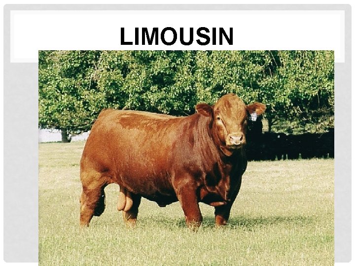 LIMOUSIN 