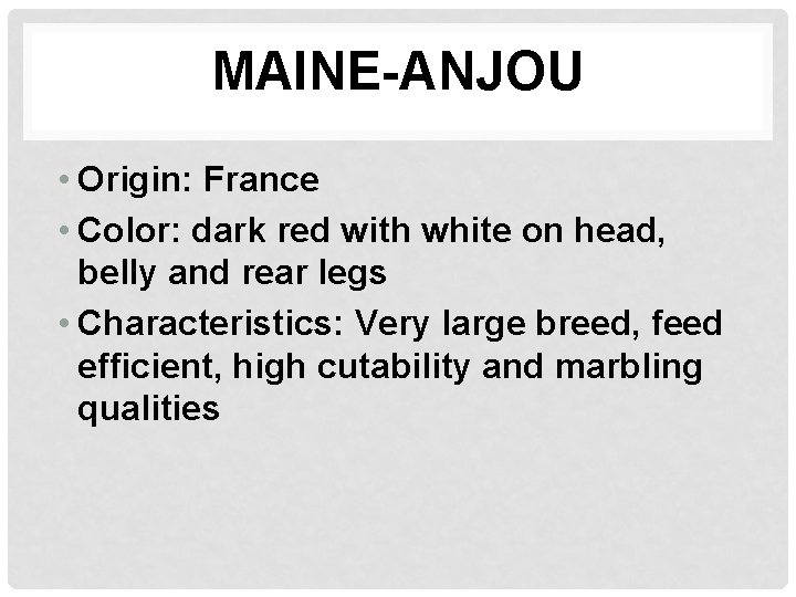MAINE-ANJOU • Origin: France • Color: dark red with white on head, belly and