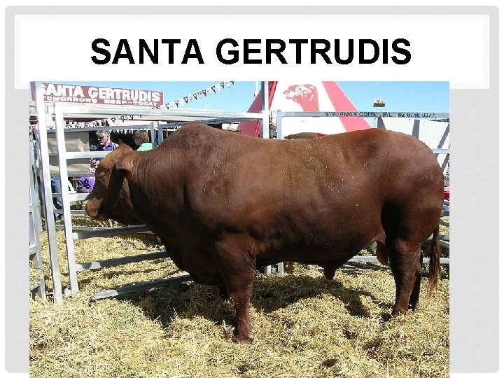 SANTA GERTRUDIS 