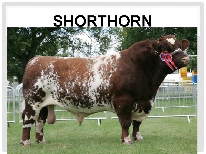 SHORTHORN SHORTHORN