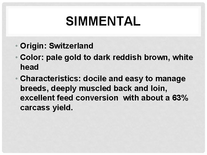 SIMMENTAL • Origin: Switzerland • Color: pale gold to dark reddish brown, white head