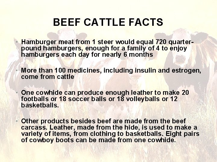 BEEF CATTLE FACTS • Hamburger meat from 1 steer would equal 720 quarterpound hamburgers,