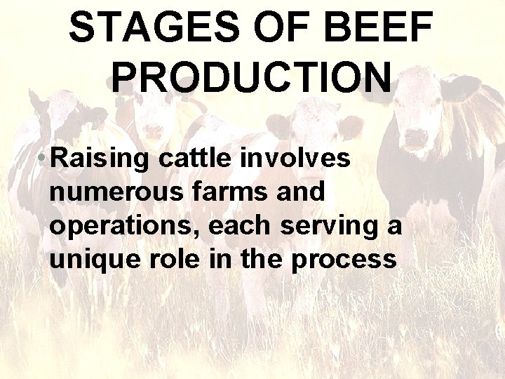 STAGES OF BEEF PRODUCTION • Raising cattle involves numerous farms and operations, each serving