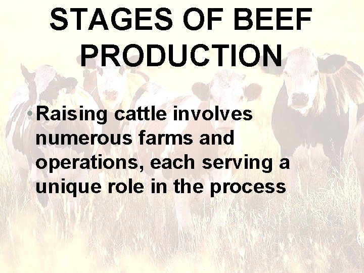 STAGES OF BEEF PRODUCTION • Raising cattle involves numerous farms and operations, each serving STAGES OF BEEF PRODUCTION • Raising cattle involves numerous farms and operations, each serving