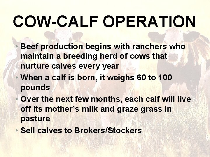 COW-CALF OPERATION • Beef production begins with ranchers who maintain a breeding herd of COW-CALF OPERATION • Beef production begins with ranchers who maintain a breeding herd of