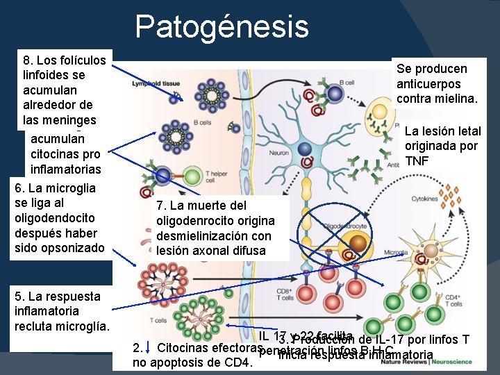 Patogénesis 8. Los folículos linfoides se acumulan 4. Los linfos alrededor de T, B,