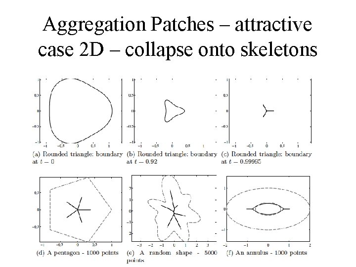 Aggregation Patches – attractive case 2 D – collapse onto skeletons 30 