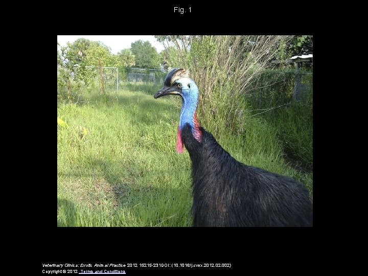 Fig. 1 Veterinary Clinics: Exotic Animal Practice 2012 15215 -231 DOI: (10. 1016/j. cvex.