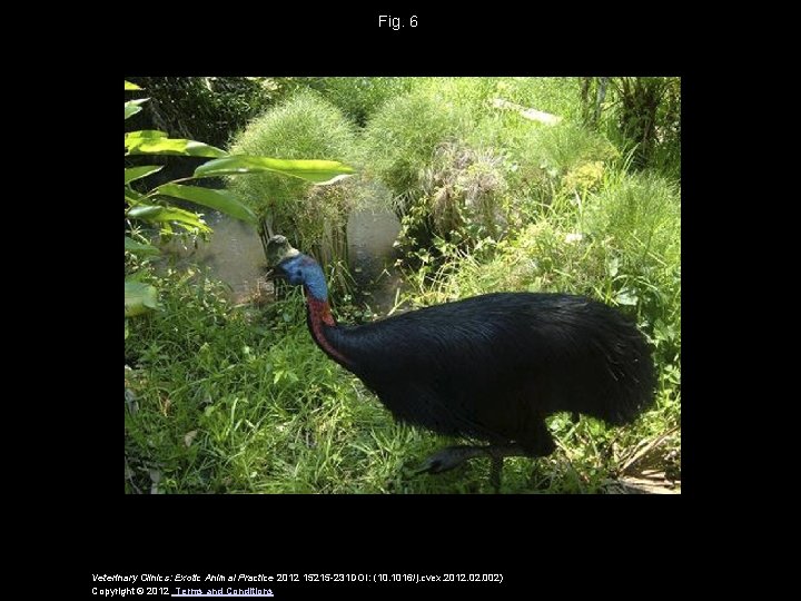 Fig. 6 Veterinary Clinics: Exotic Animal Practice 2012 15215 -231 DOI: (10. 1016/j. cvex.