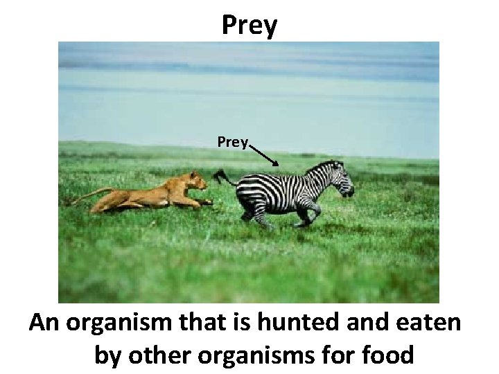 Prey An organism that is hunted and eaten by other organisms for food 
