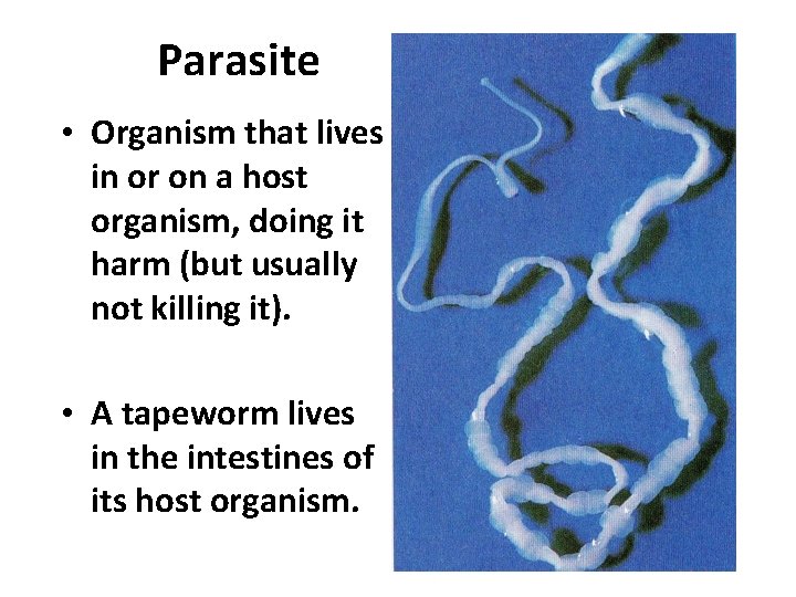 Parasite • Organism that lives in or on a host organism, doing it harm