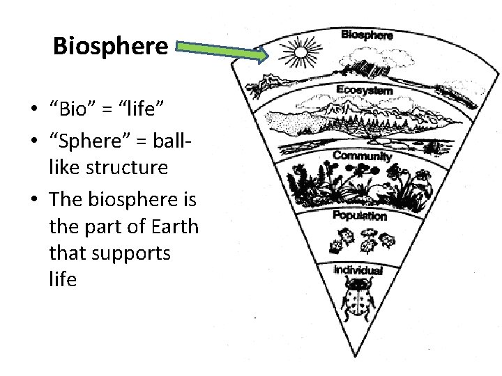 Biosphere • “Bio” = “life” • “Sphere” = balllike structure • The biosphere is