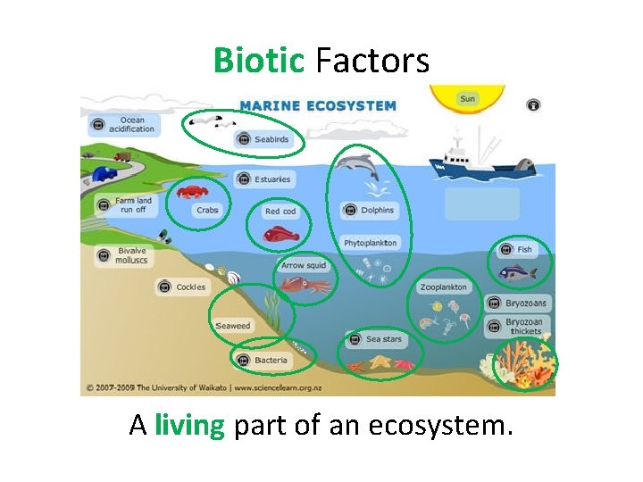 Biotic Factors A living part of an ecosystem. 