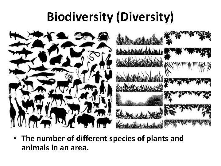 Biodiversity (Diversity) • The number of different species of plants and animals in an Biodiversity (Diversity) • The number of different species of plants and animals in an