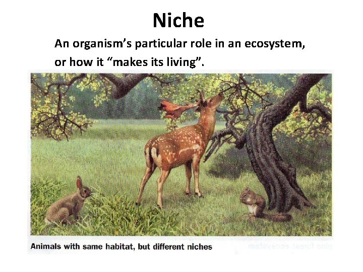 Niche An organism’s particular role in an ecosystem, or how it “makes its living”. Niche An organism’s particular role in an ecosystem, or how it “makes its living”.