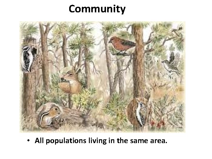 Community • All populations living in the same area. 