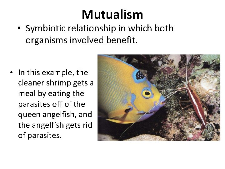 Mutualism • Symbiotic relationship in which both organisms involved benefit. • In this example, Mutualism • Symbiotic relationship in which both organisms involved benefit. • In this example,
