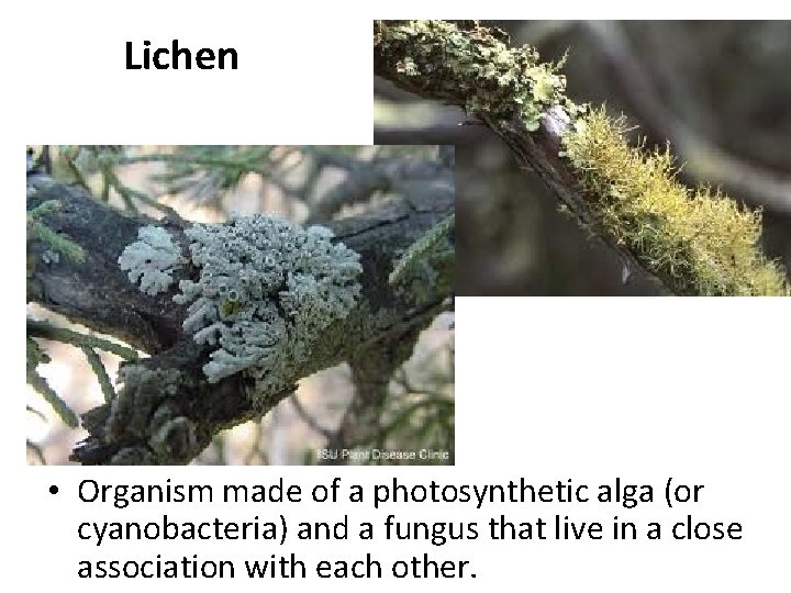 Lichen • Organism made of a photosynthetic alga (or cyanobacteria) and a fungus that