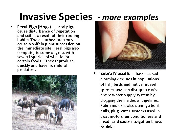 Invasive Species - more examples • Feral Pigs (Hogs) -- Feral pigs cause disturbance Invasive Species - more examples • Feral Pigs (Hogs) -- Feral pigs cause disturbance
