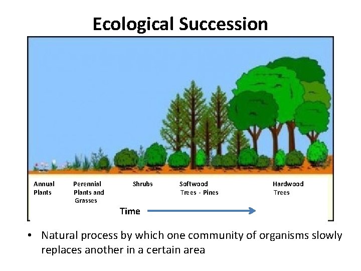 Ecological Succession Annual Plants Perennial Plants and Grasses Shrubs Softwood Trees - Pines Hardwood