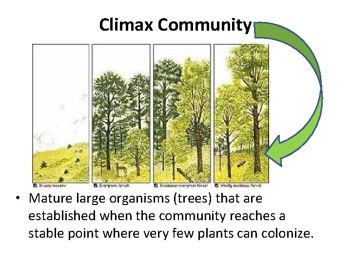 Climax Community • Mature large organisms (trees) that are established when the community reaches