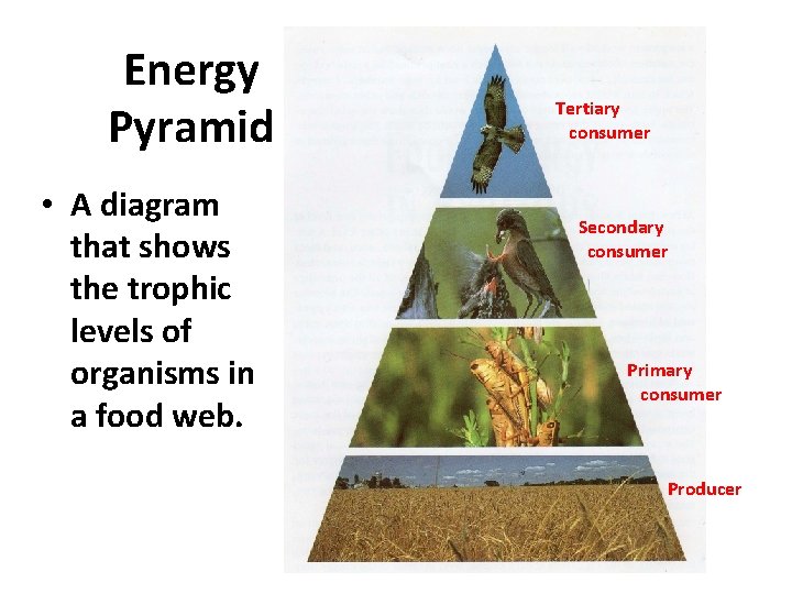 Energy Pyramid • A diagram that shows the trophic levels of organisms in a