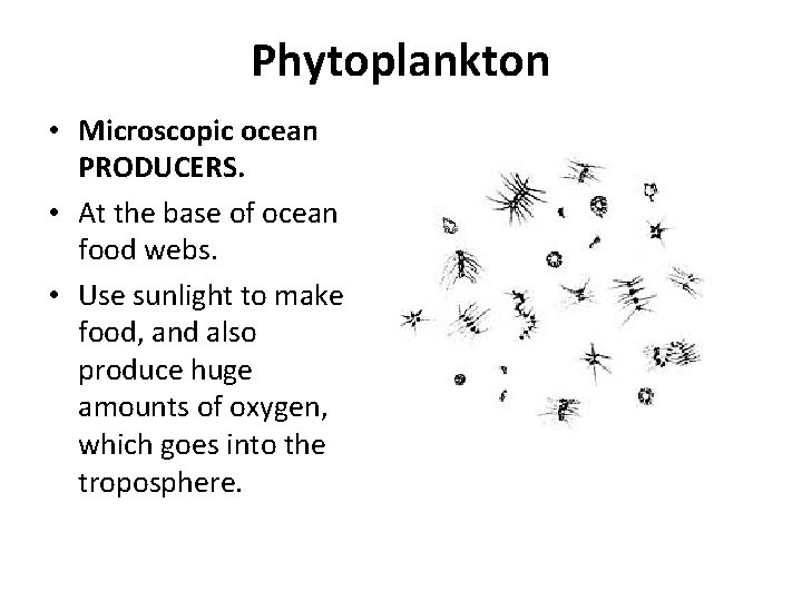 Phytoplankton • Microscopic ocean PRODUCERS. • At the base of ocean food webs. •