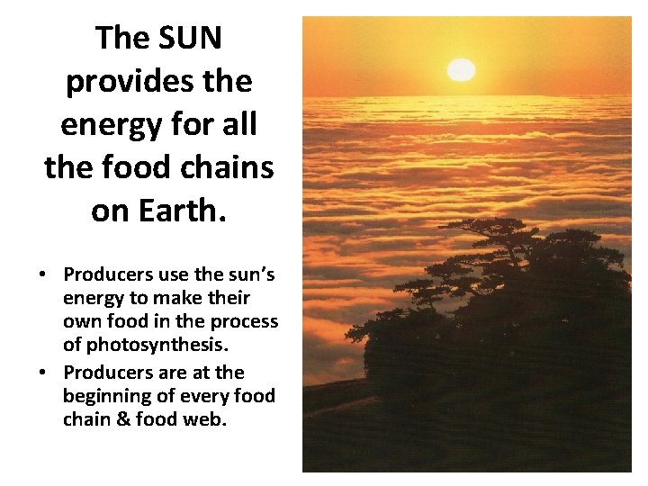 The SUN provides the energy for all the food chains on Earth. • Producers