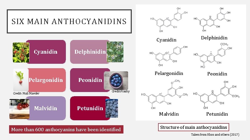 SIX MAIN ANTHOCYANIDINS Cyanidin Pelargonidin Delphinidin Pelargonidin Peonidin Malvidin Petunidin Peonidin Credit: Pixaby Credit: