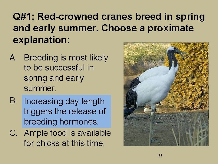 Q#1: Red-crowned cranes breed in spring and early summer. Choose a proximate explanation: A.