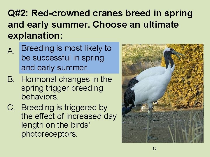 Q#2: Red-crowned cranes breed in spring and early summer. Choose an ultimate explanation: A.