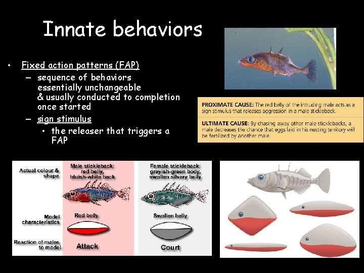 Innate behaviors • Fixed action patterns (FAP) – sequence of behaviors essentially unchangeable &