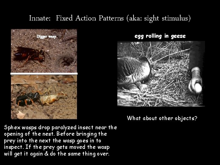 Innate: Fixed Action Patterns (aka: sight stimulus) Digger wasp egg rolling in geese What