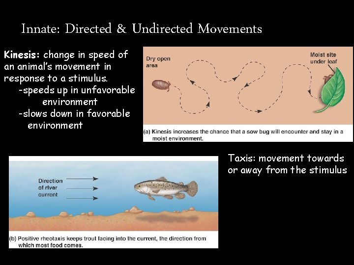 Innate: Directed & Undirected Movements Kinesis: change in speed of an animal’s movement in