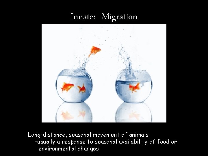 Innate: Migration Long-distance, seasonal movement of animals. -usually a response to seasonal availability of