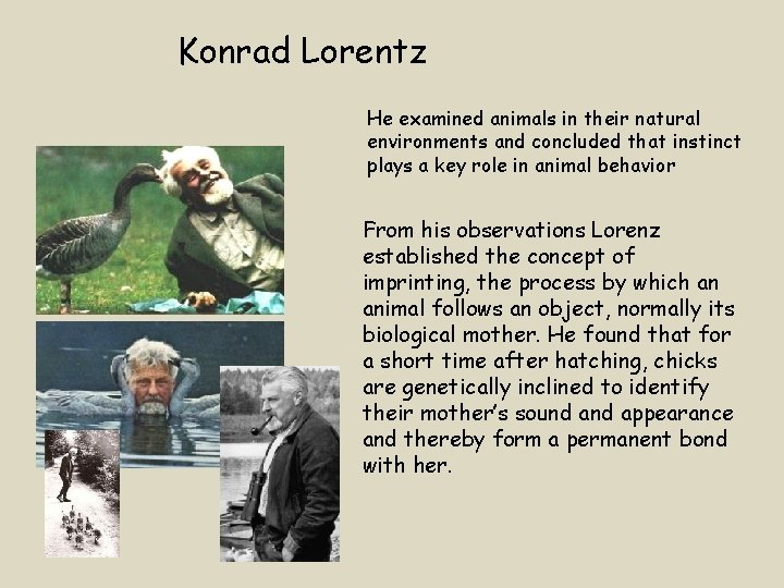 Konrad Lorentz He examined animals in their natural environments and concluded that instinct plays