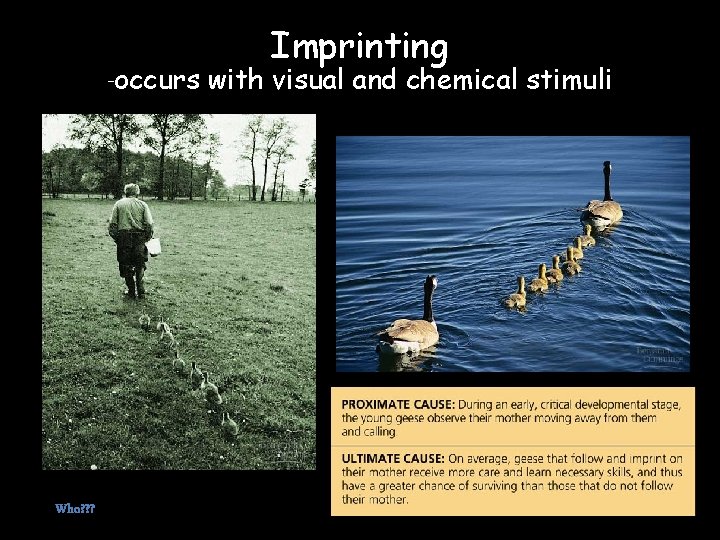 Imprinting -occurs with visual and chemical stimuli Who? ? ? 