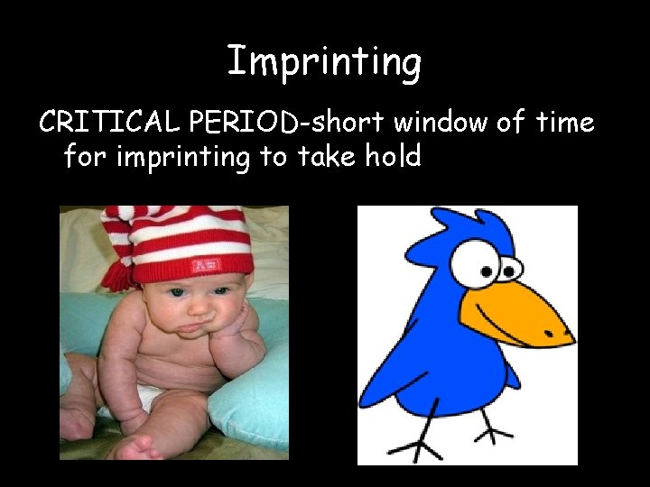 Imprinting CRITICAL PERIOD-short window of time for imprinting to take hold 