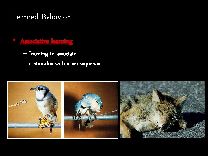 Learned Behavior • Associative learning – learning to associate a stimulus with a consequence