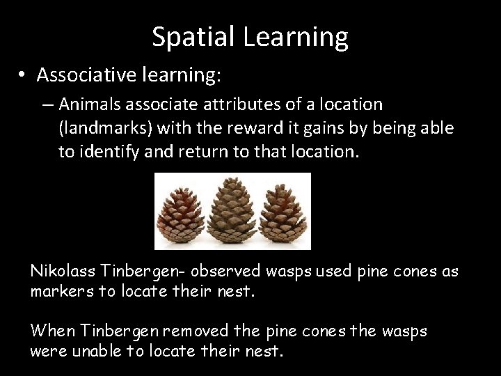 Spatial Learning • Associative learning: – Animals associate attributes of a location (landmarks) with