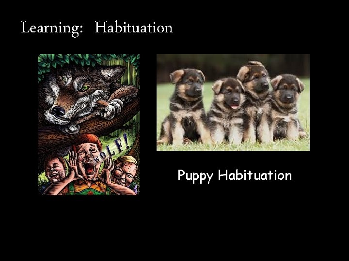 Learning: Habituation Puppy Habituation 