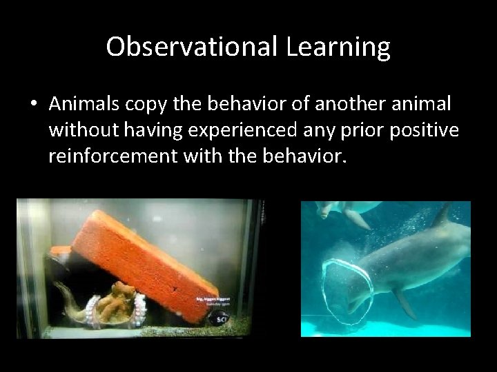 Observational Learning • Animals copy the behavior of another animal without having experienced any