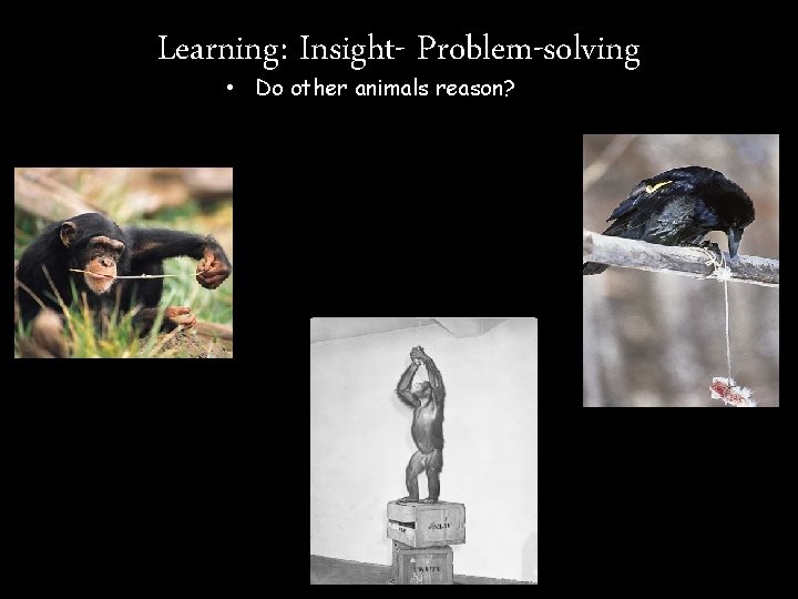 Learning: Insight- Problem-solving • Do other animals reason? crow 