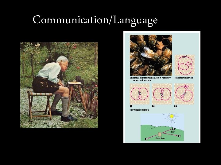 Communication/Language 
