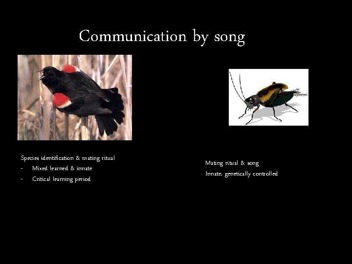 Communication by song Species identification & mating ritual - Mixed learned & innate -
