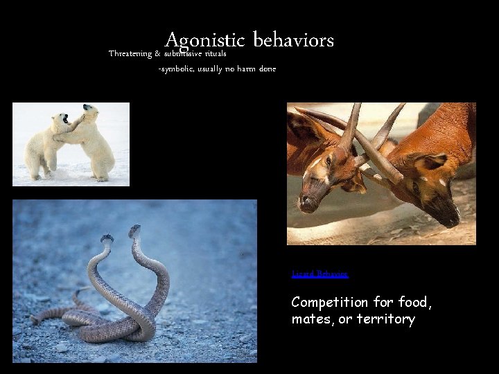 Agonistic behaviors Threatening & submissive rituals -symbolic, usually no harm done Lizard Behavior Competition