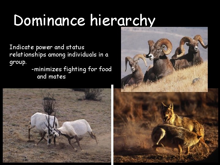 Dominance hierarchy Indicate power and status relationships among individuals in a group. -minimizes fighting