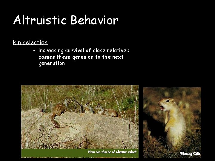Altruistic Behavior kin selection • increasing survival of close relatives passes these genes on