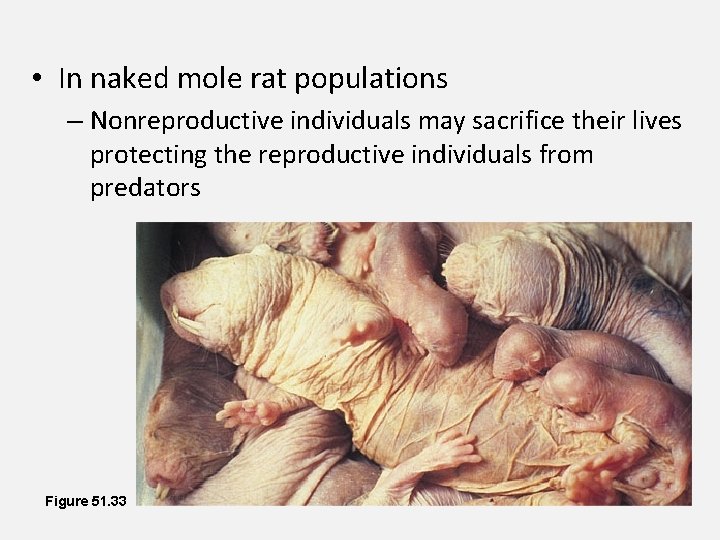  • In naked mole rat populations – Nonreproductive individuals may sacrifice their lives